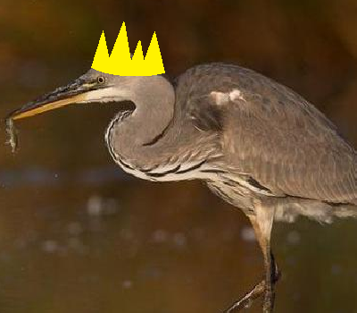 King Heron