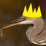 King Heron
